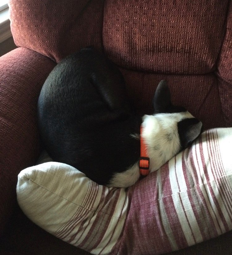 pup sitting in a bush