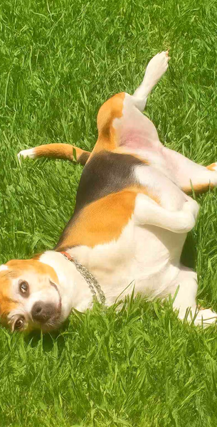 beagle rolling in the grass