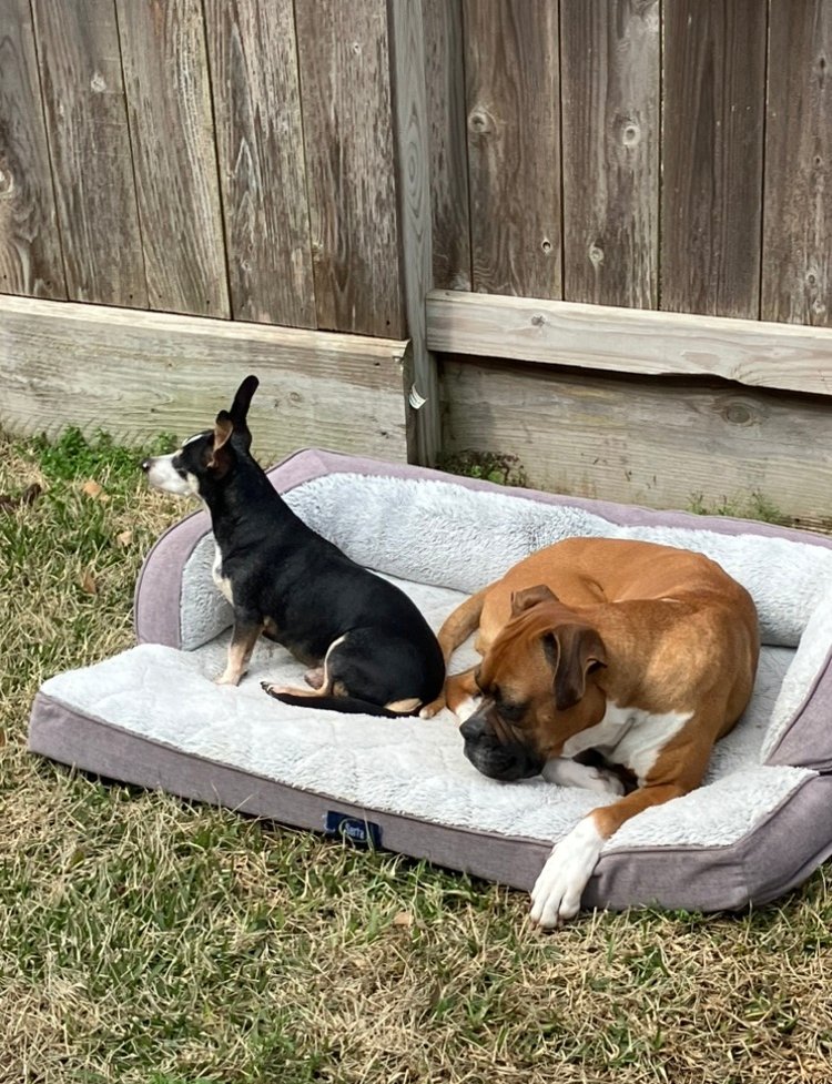 two dogs sitting next to each other
